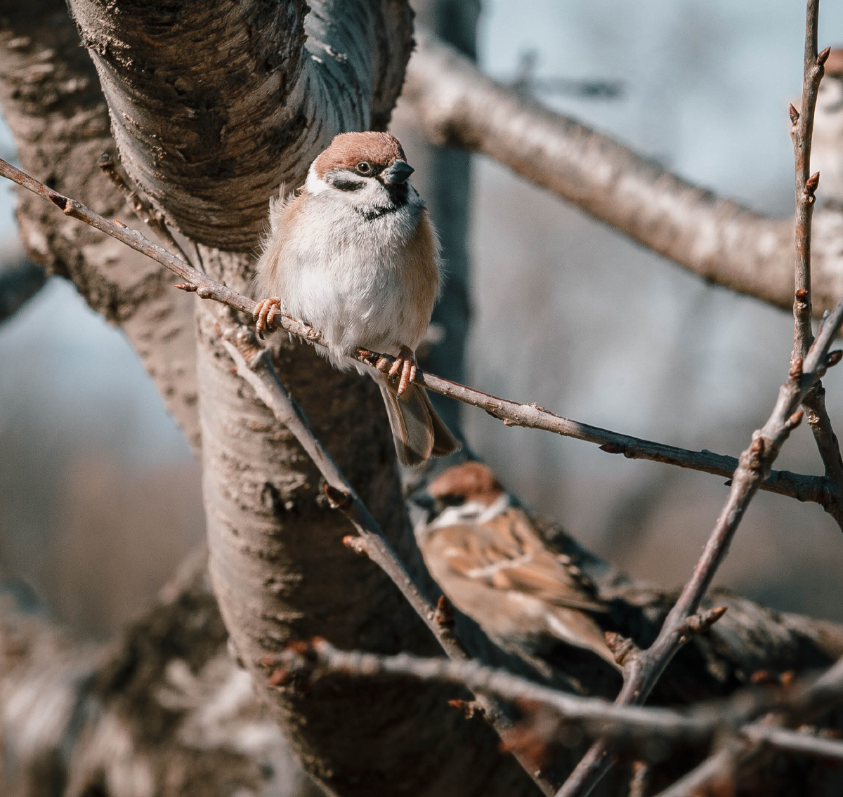 冬日里暖阳下站在树枝上的麻雀