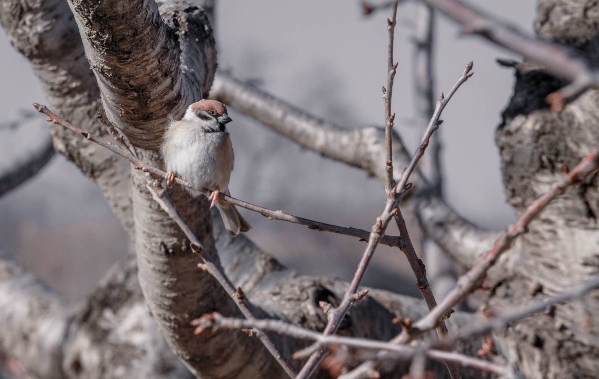 冬日里暖阳下站在树枝上的麻雀