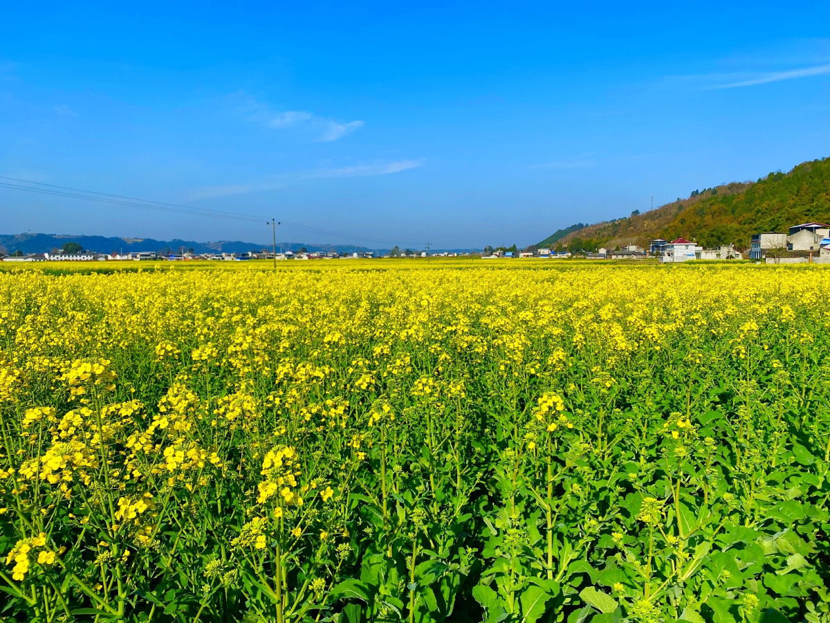 家乡的油菜花原图无修图