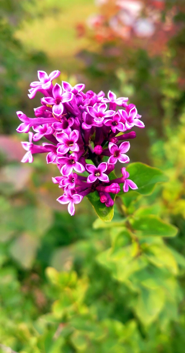 好几天没发图了,恰巧拍到一朵丁香花!