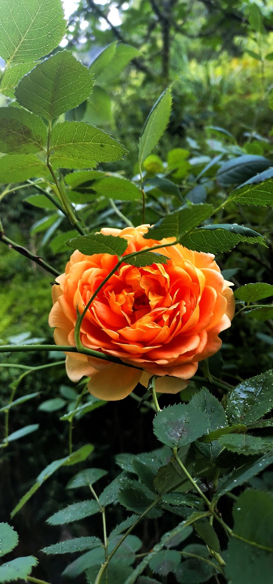 好大一朵月季花