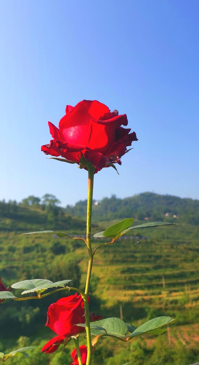 一枝独秀红玫瑰
