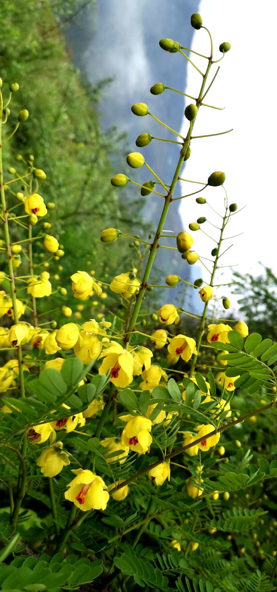 云实一种中草药花也漂亮