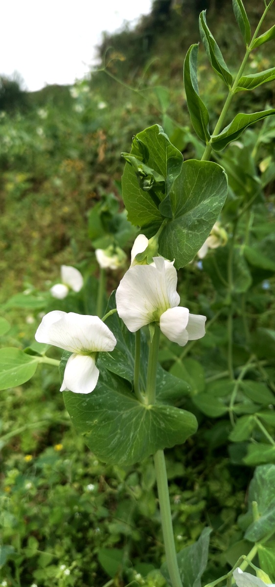 白色豌豆花