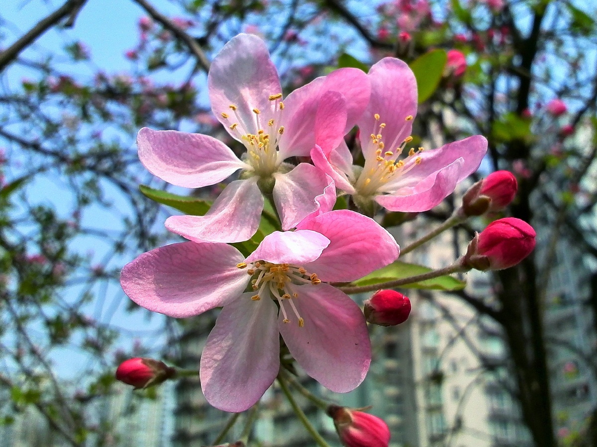 1/1华为摄影爱好者卖图晒单分享自然人文地理摄影组花支樱桃木绽放