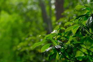 C6B4666A-7468-406A-88D0-78FA764A2008/L0/001