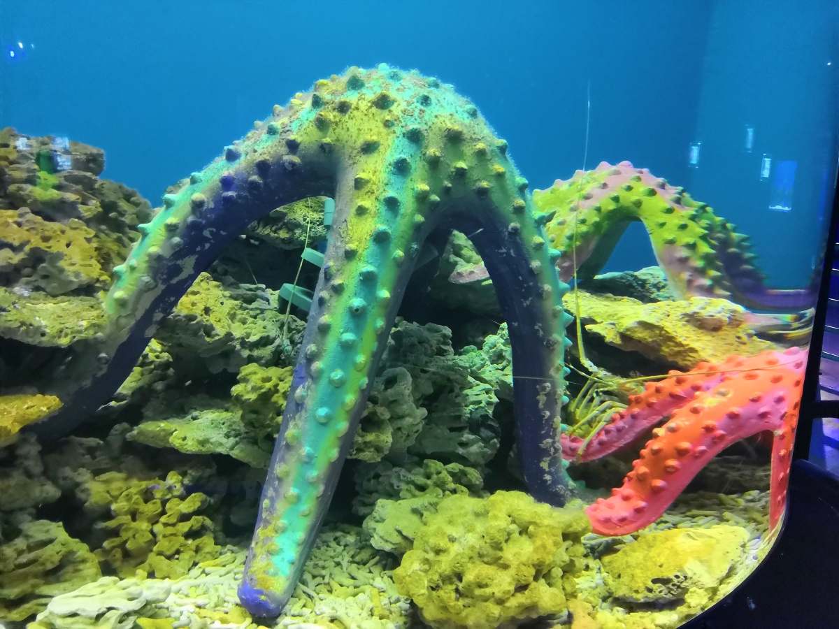 在大连游玩时拍下的海星