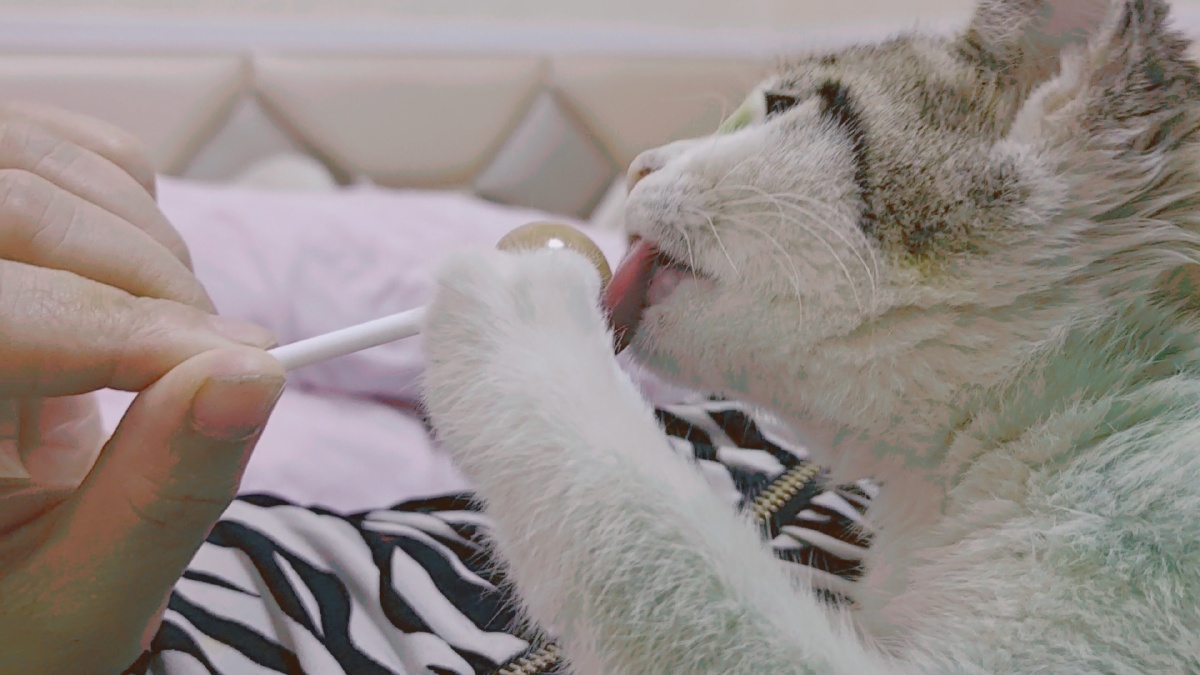 原来猫咪也爱吃棒棒糖