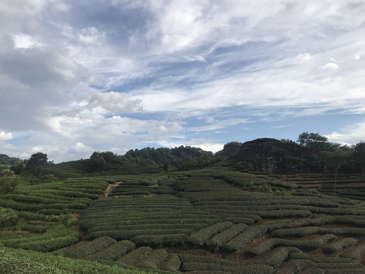 茶园,绿油油,蓝天白云,春天,中国,武夷山,青山绿水,风景优美,旅游观光。茶园釆风,