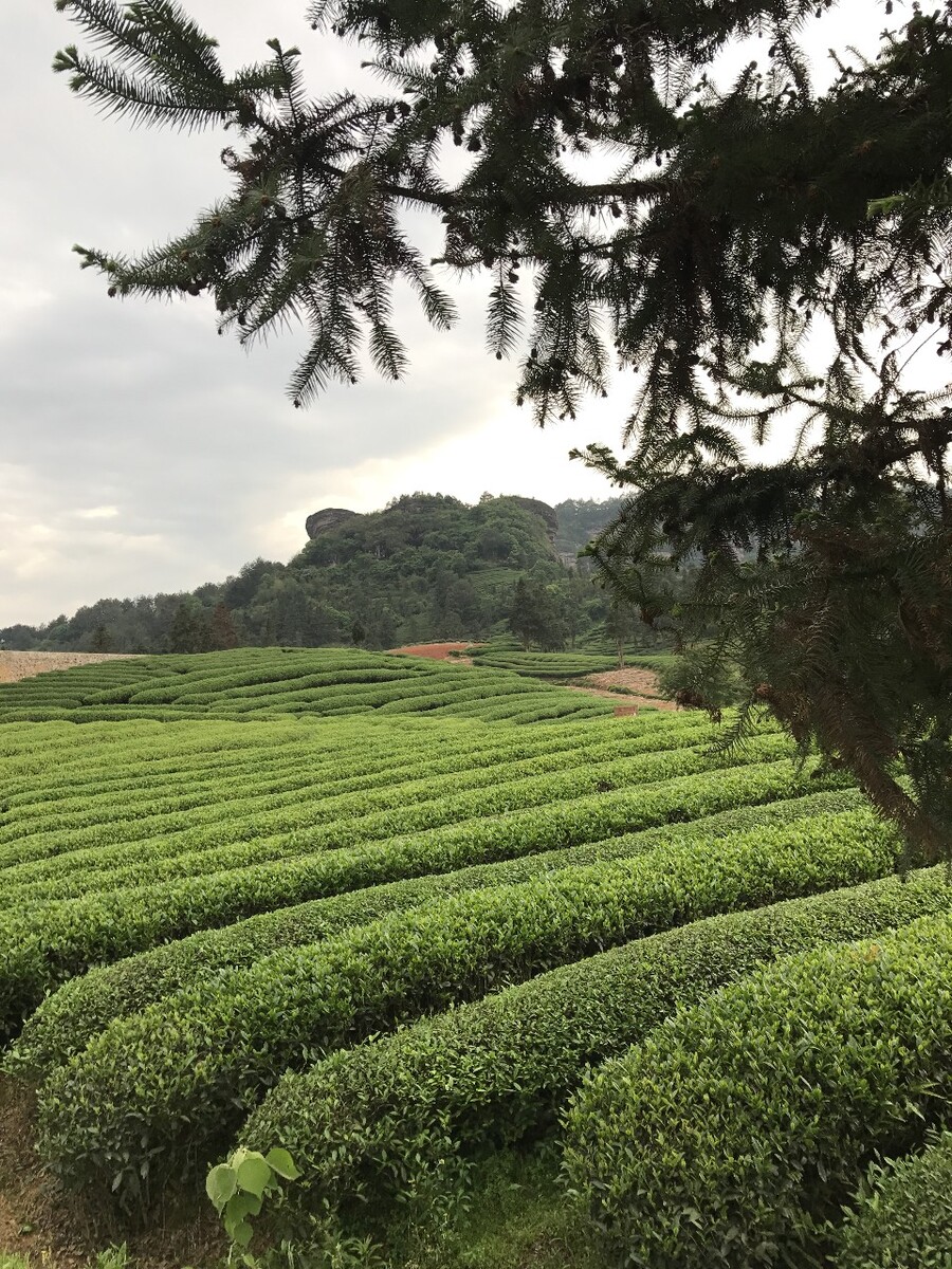 茶园,绿油油,蓝天白云,春天,中国,武夷山,青山绿水,风景优美,旅游观光。