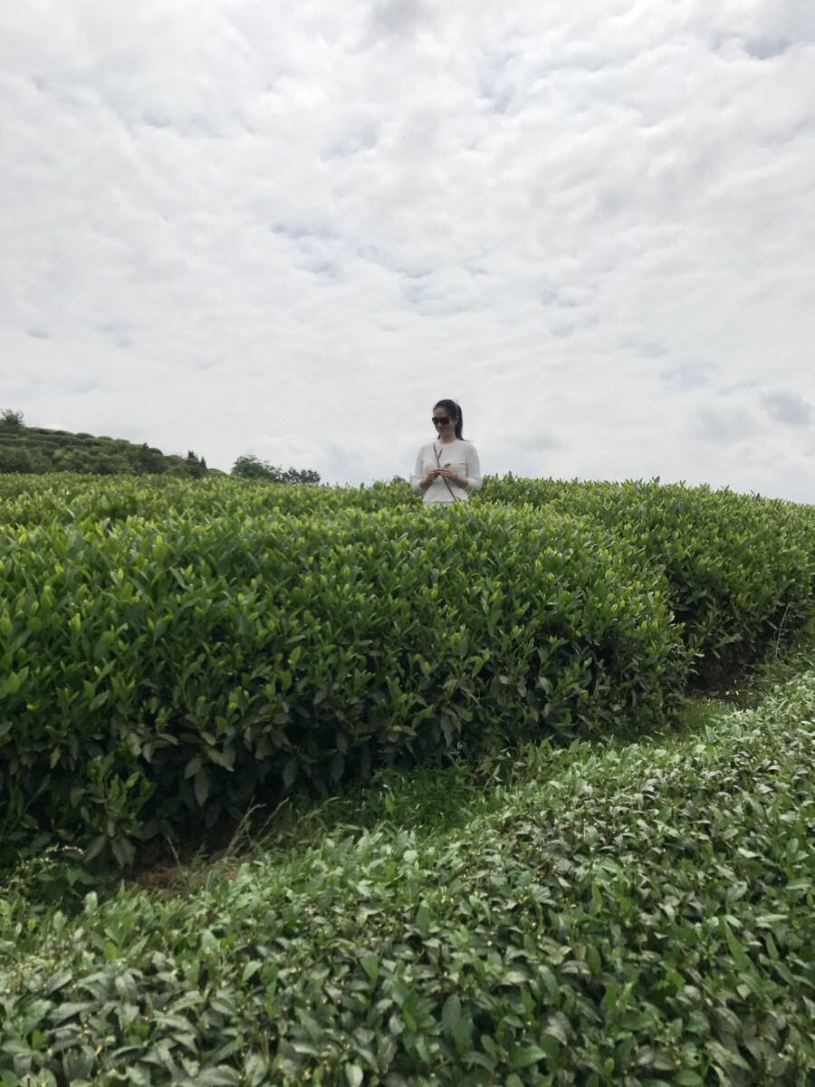茶园,绿油油,蓝天白云,春天,中国,武夷山,青山绿水,风景优美,旅游观光。茶园釆风,釆茶女,云端,白绿相间