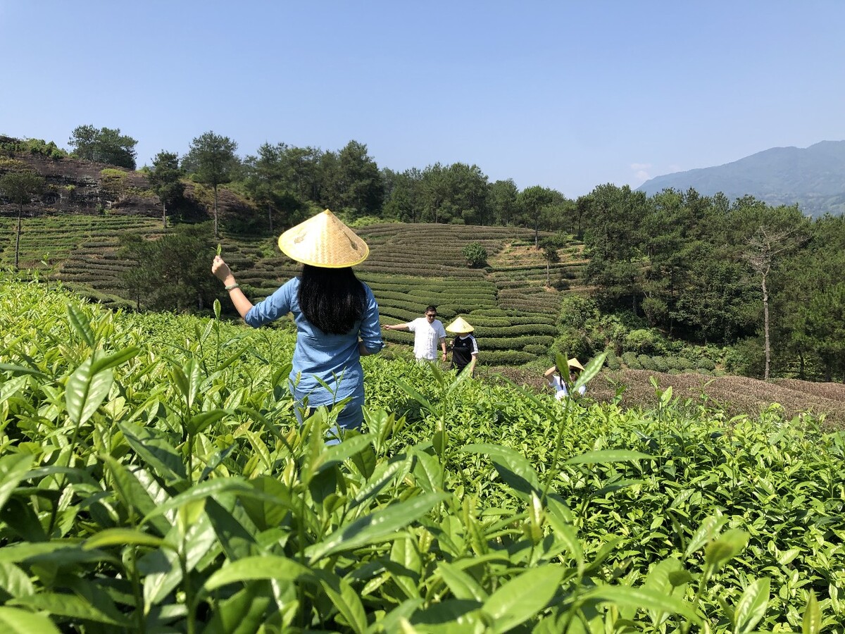 茶园,绿油油,蓝天白云,春天,中国,武夷山,青山绿水,风景优美,旅游观光。茶园釆风,蓝色衣服,竹斗笠,釆茶女