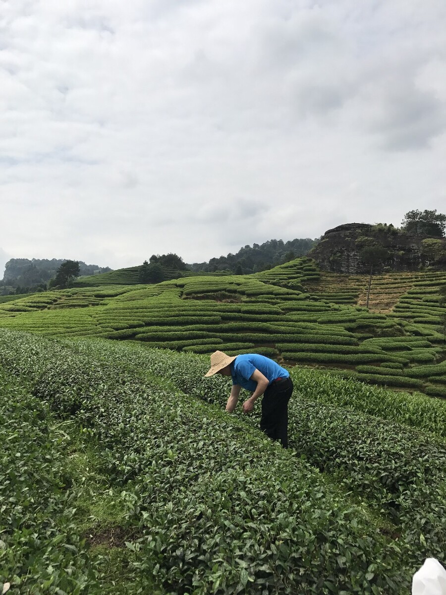 茶园,绿油油,蓝天白云,春天,中国,武夷山,青山绿水,风景优美,旅游观光。茶园釆风,蓝色衣服,竹斗笠,釆茶工