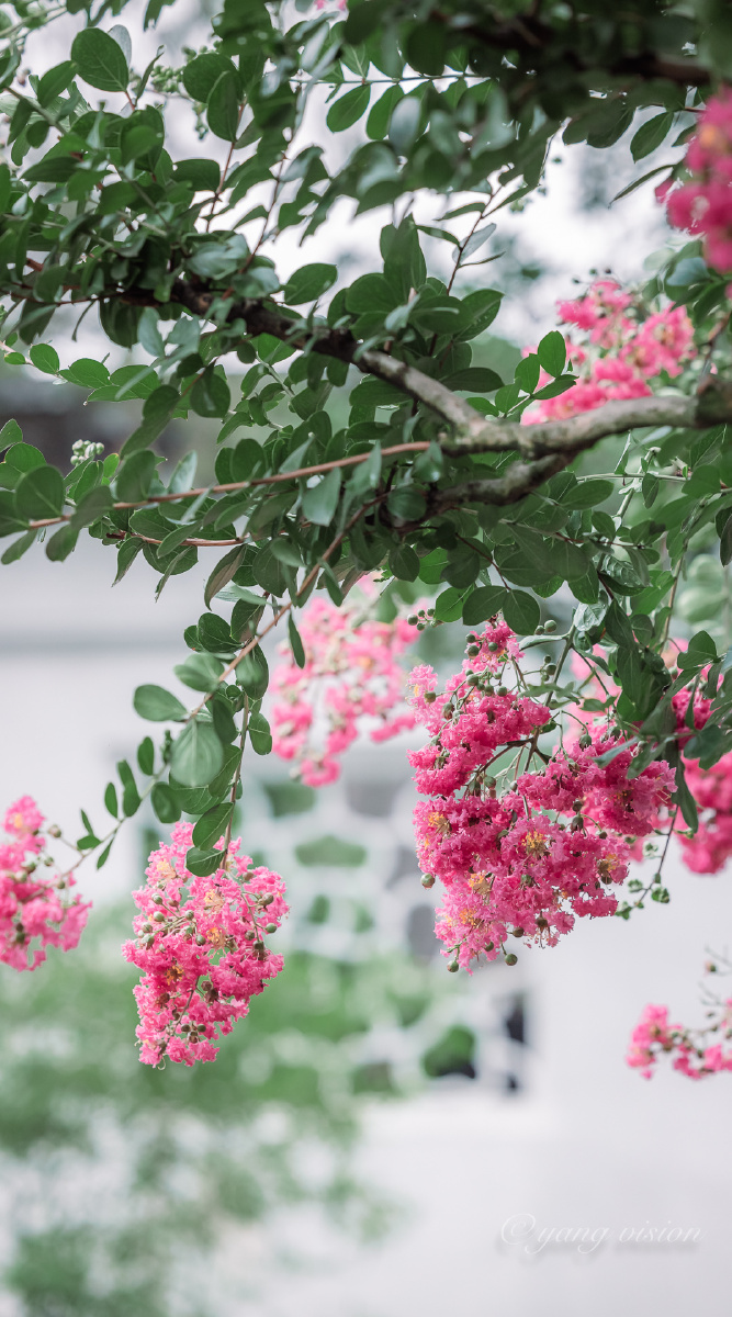 苏州梅雨季的网师园紫薇花盛开