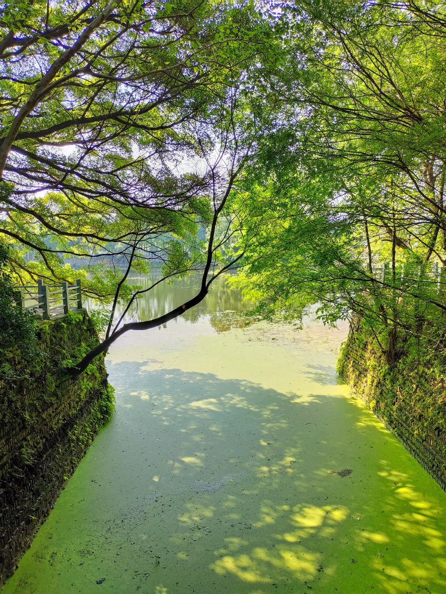 绿意盎然的树木在阳光照耀下树影婆娑显示出一派生机勃勃的景象