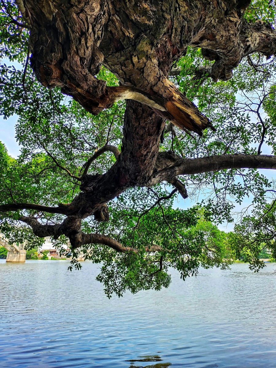 不知道这棵树临水而居多少年了