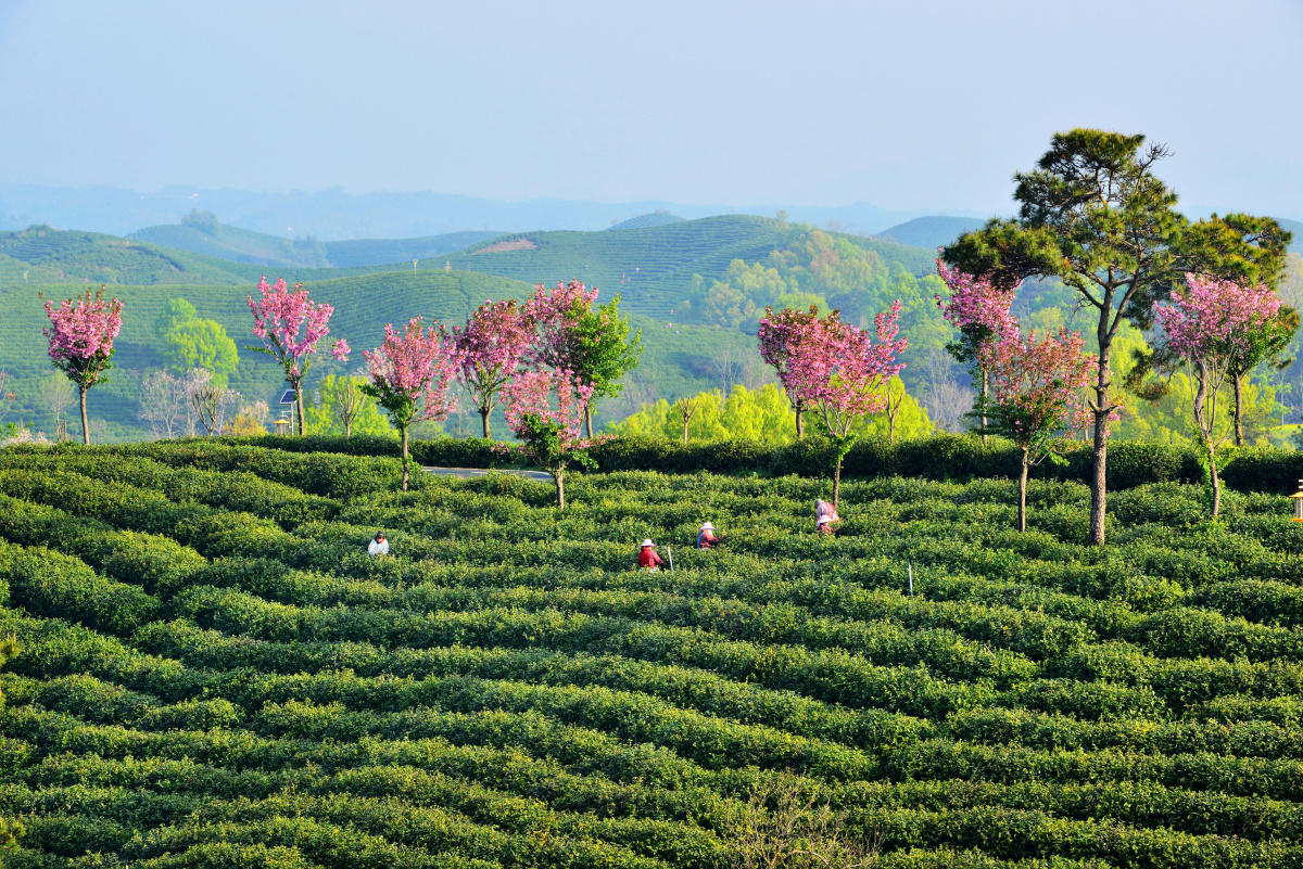 河南信阳南湾湖风景区信阳毛尖茶园绽放的樱花