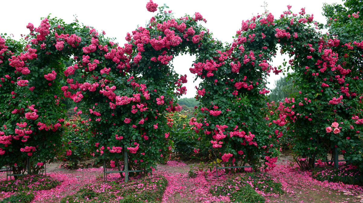 初夏,南阳月季博览园,落英缤纷的月季花别有韵味.
