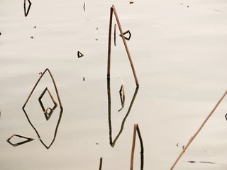 42334