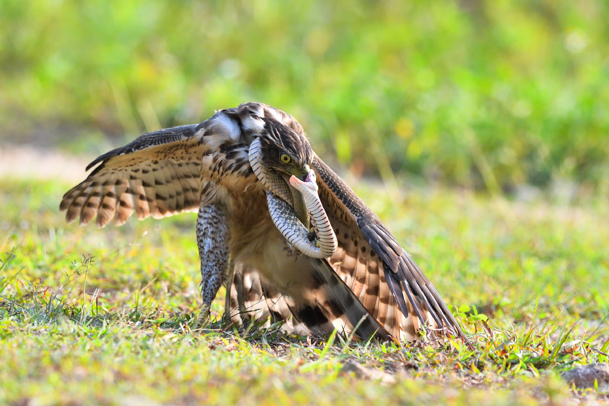 物竞天择,适者生存.
