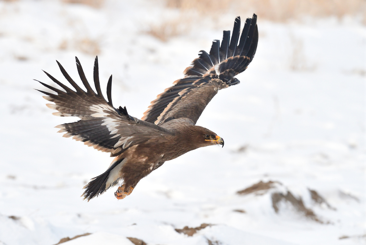 草原霸主世界自然保护联盟濒危物种大型猛禽草原雕2017年拍于捷克共和