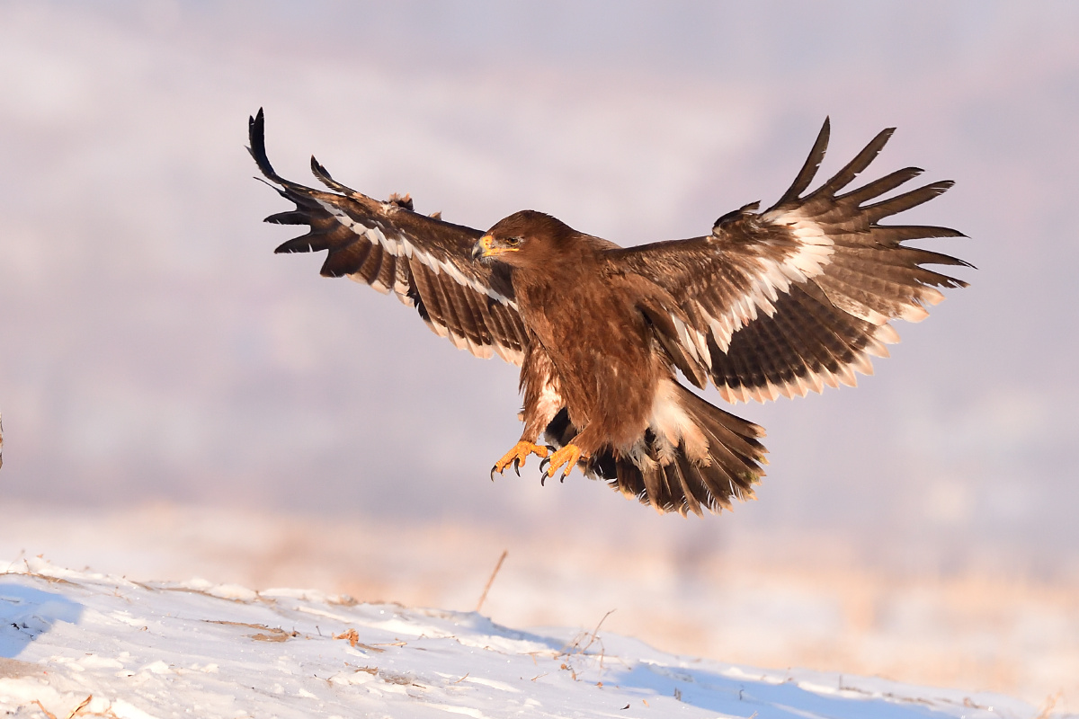 草原霸主世界自然保护联盟濒危物种大型猛禽草原雕2017年拍于捷克共和