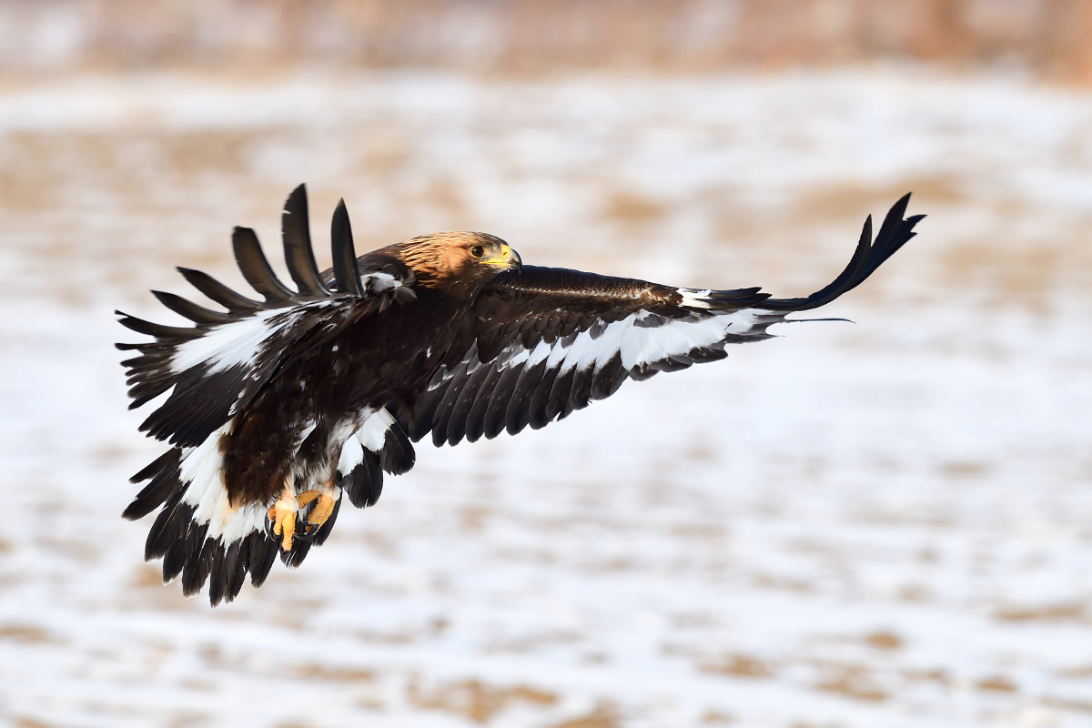 金雕·被称为"猛禽之王",是它的强壮与威慑力成就了这一称号.