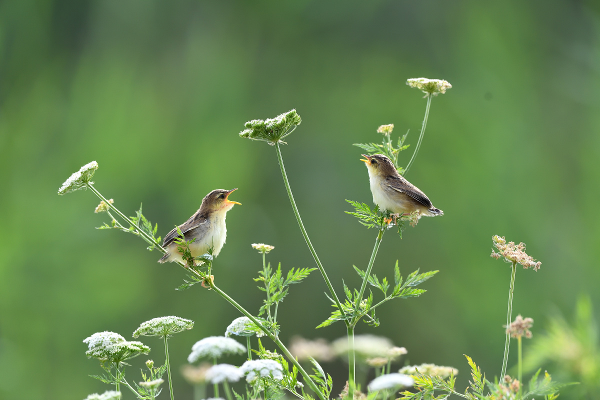 春眠不觉晓处处闻啼鸟原片剪裁欢迎评论谢谢指教