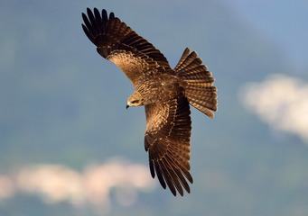 B86C68EC-E5B4-449D-AF4E-B8ECEDEBB3DA/L0/001