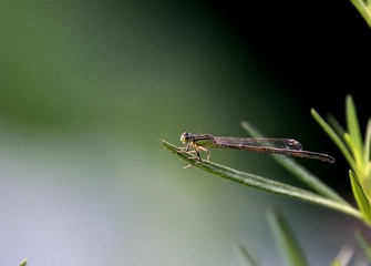 _DSC5508