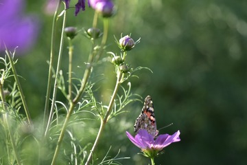 _DSC5560