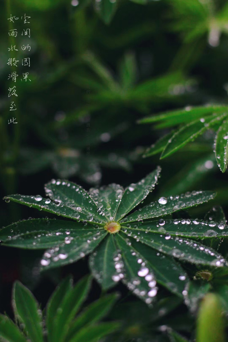 凡美丽总像是流水逝去不会转过身雨水却在不知名的清晨纷纷多想下雨天