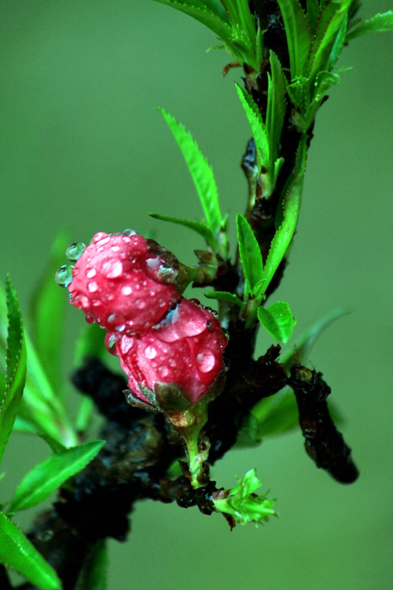 雨后桃花