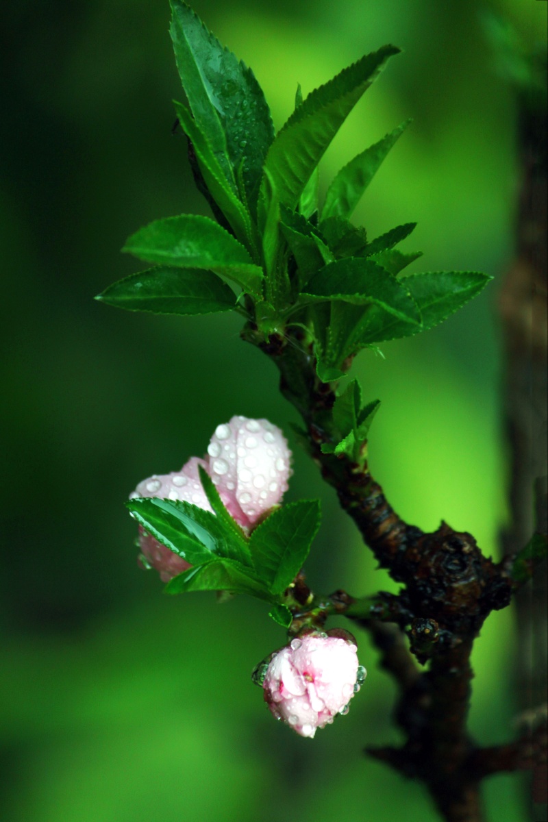 雨后桃花