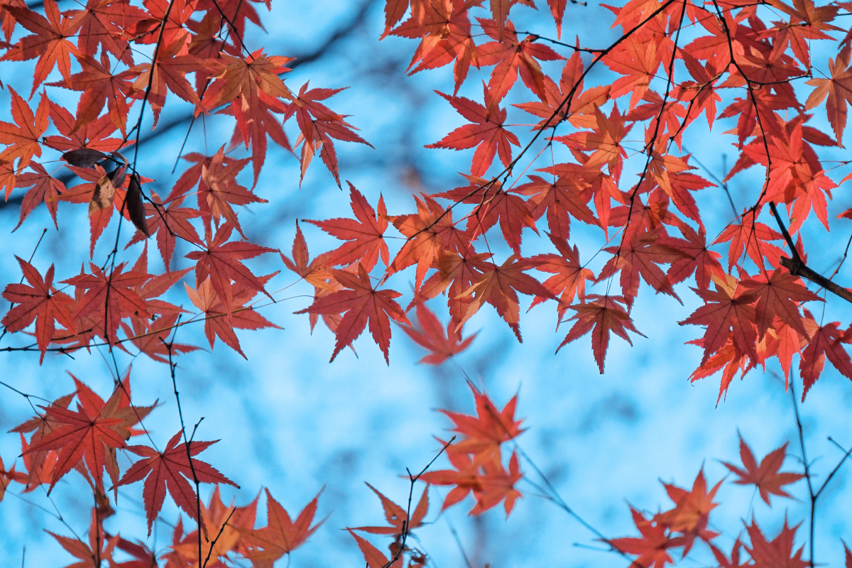 蓝色调枫叶