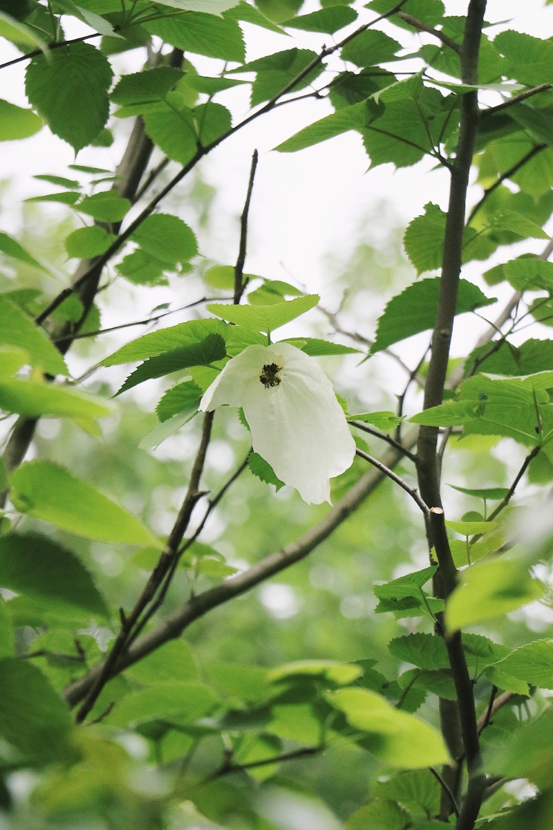 第一棵在长沙开出鸽子花的珙桐大自然的生命总会让人惊叹