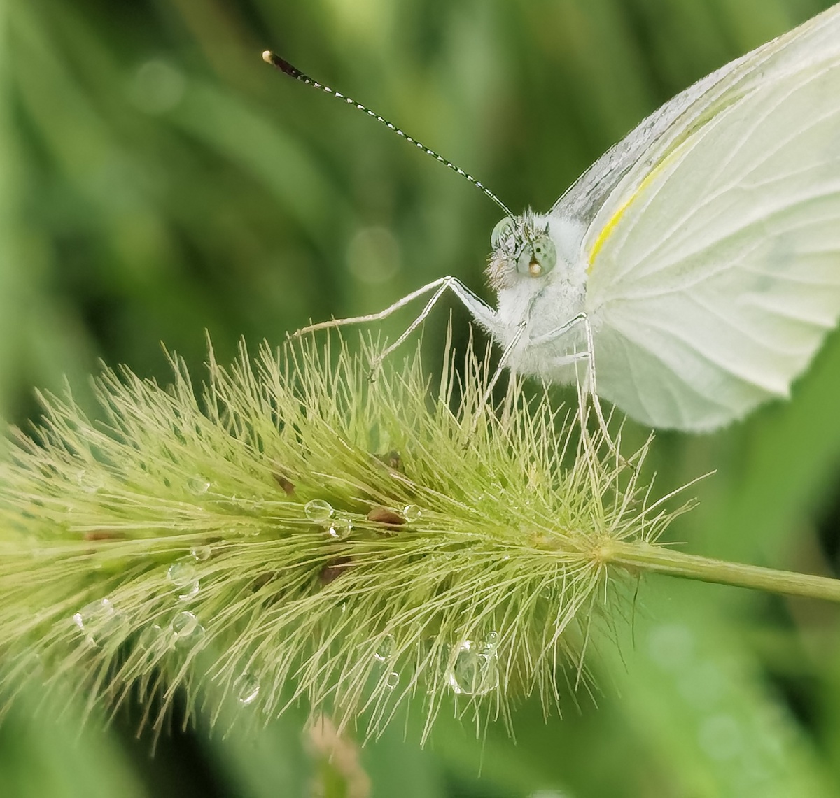徽距下的小生灵