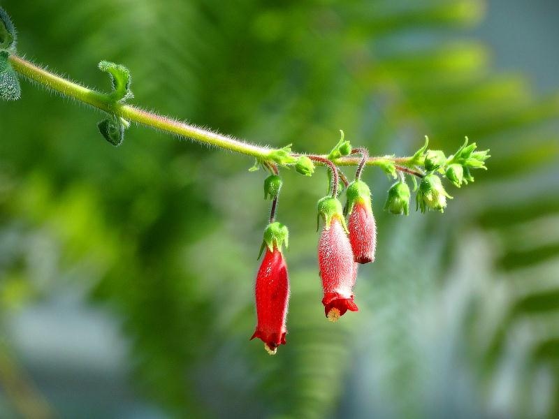 苦苣苔科植物北京植物园红色钟状花