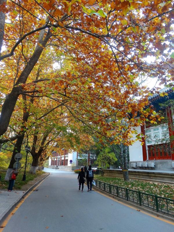 法国梧桐树北大校园办公楼