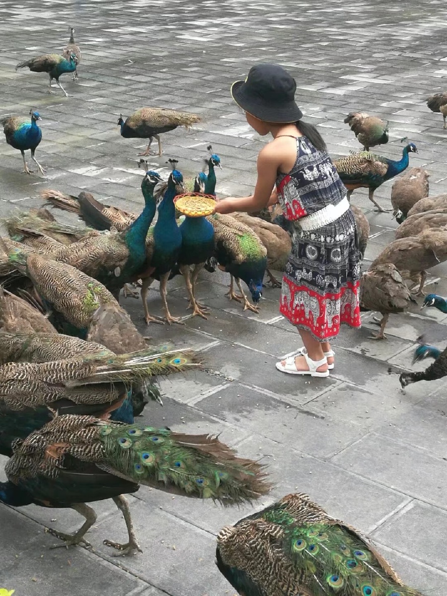 喂孔雀的小姑娘
