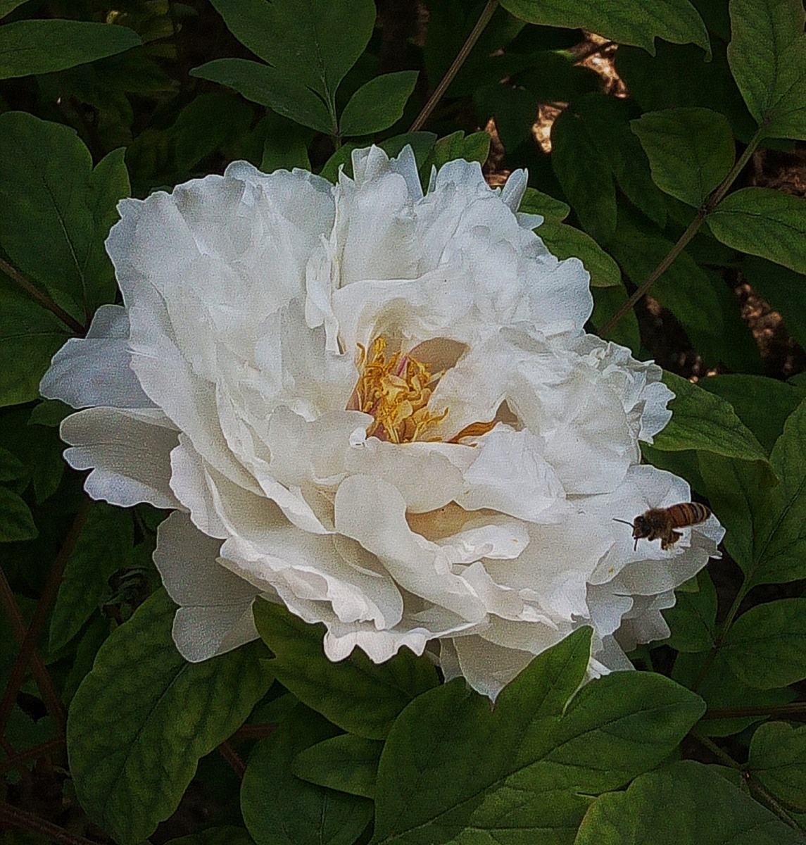 景山花开富贵白牡丹粉牡丹竞相绽放争艳