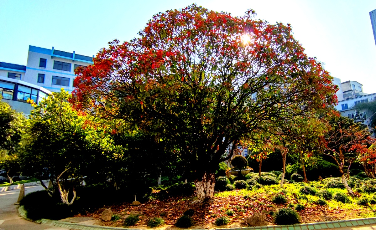 红果子石楠树如簇簇鲜花盛开