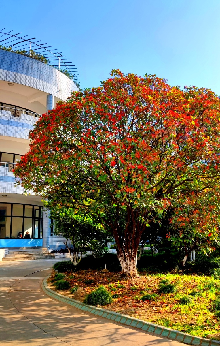 红果子石楠树如簇簇鲜花盛开