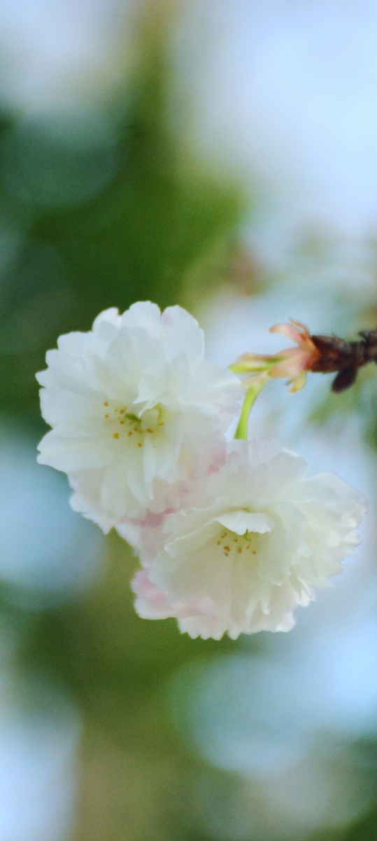 好看又护眼的樱花壁纸