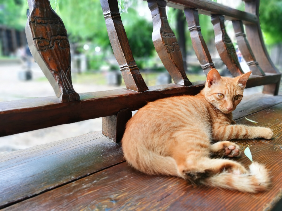南京各大景点的猫你想遇上哪个