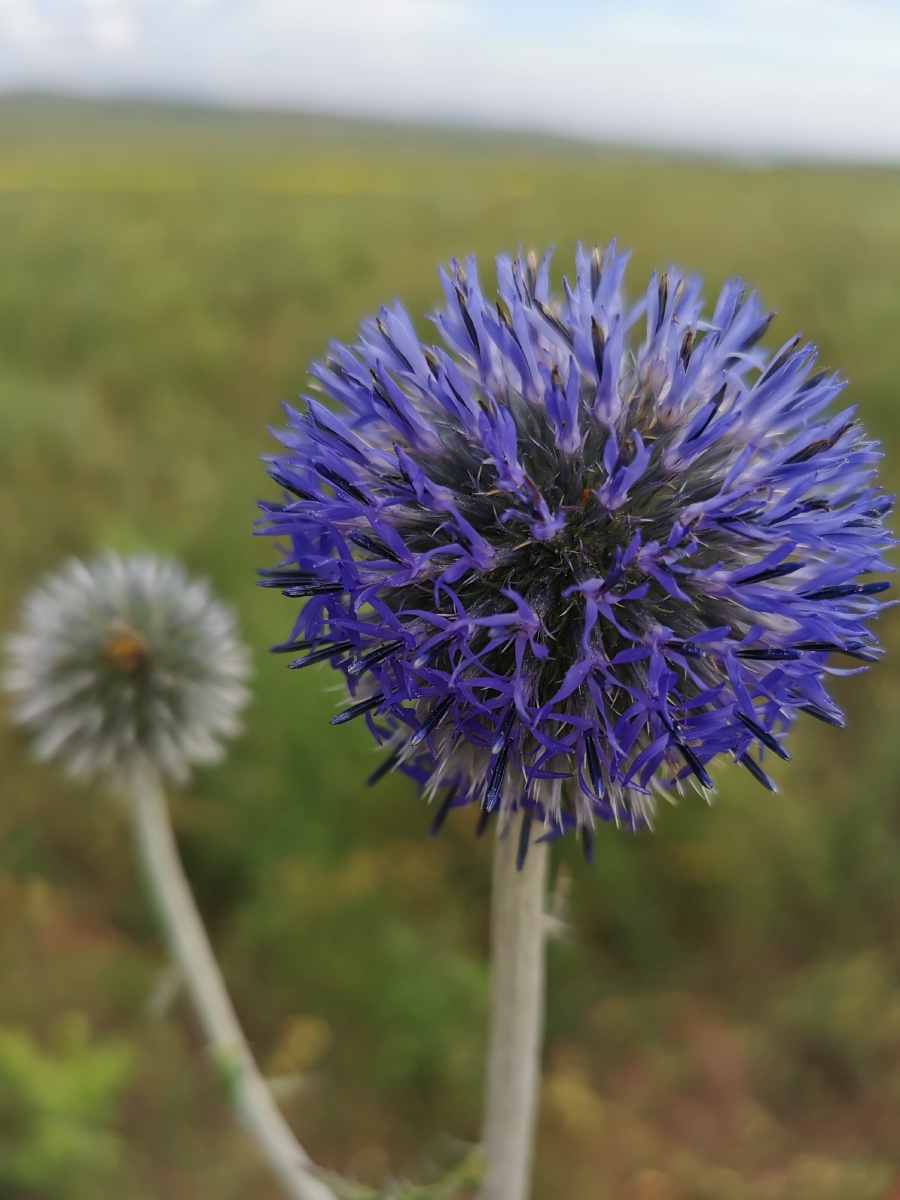 据说谁能找到紫色的蒲公英就能得到完美的爱情