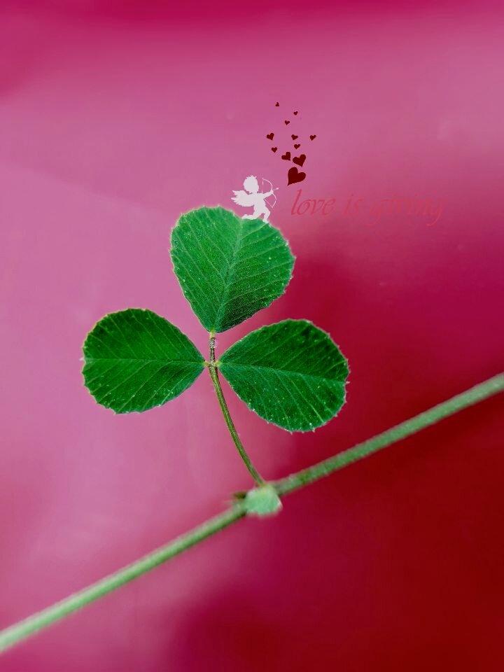 形状可爱的无名小叶子