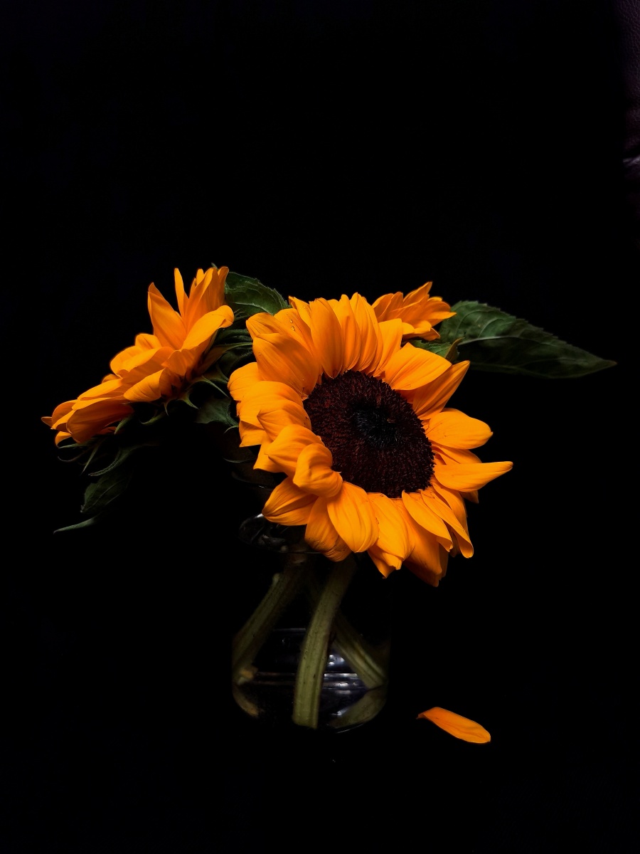 黑暗中独自发光的向日葵