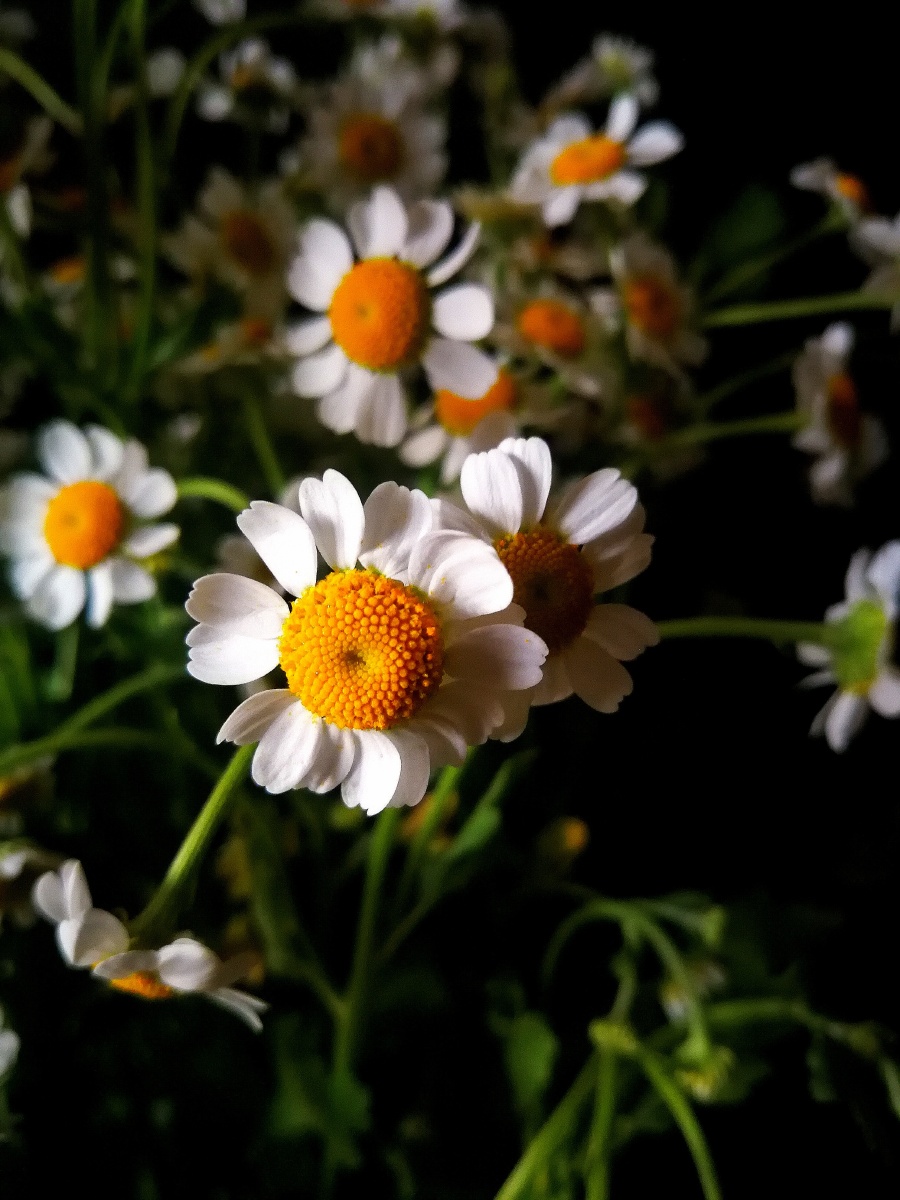 小太阳似的小甘菊