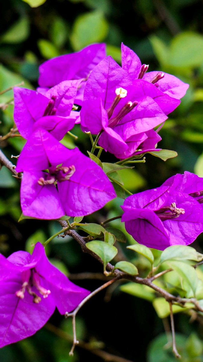 美丽的花花草草